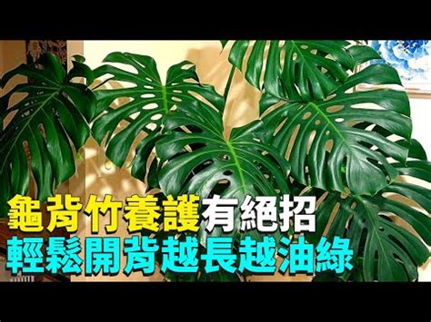 龜背芋適合放室內嗎|龜背芋可以放室內嗎？適當濕度助它生長 